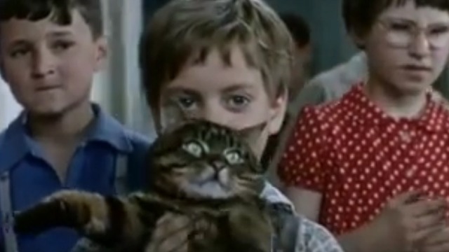 The Cassandra Cat - Mokol tabby cat held by boy