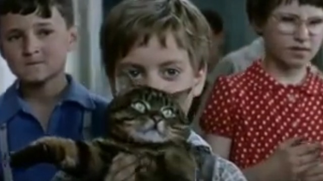 The Cassandra Cat - Mokol tabby cat held by boy