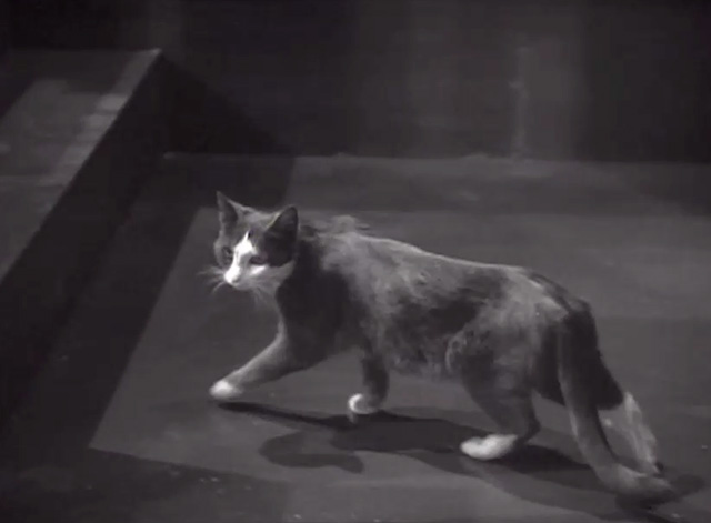 Cass Timberlane - gray and white cat walking into courtroom