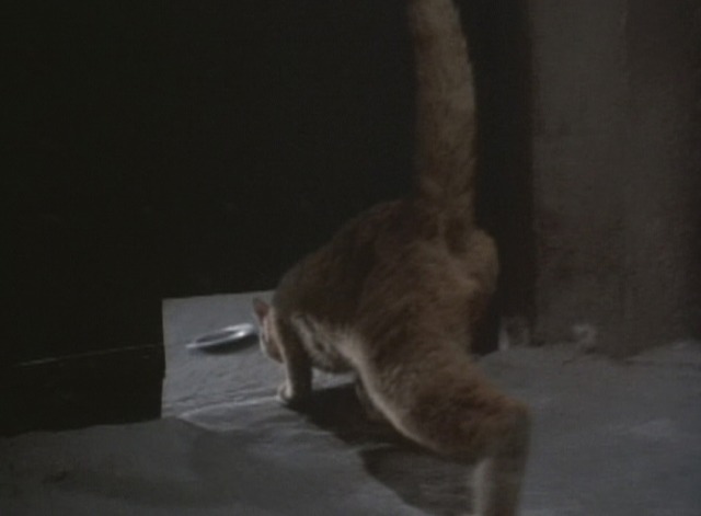 Castle Freak cat door