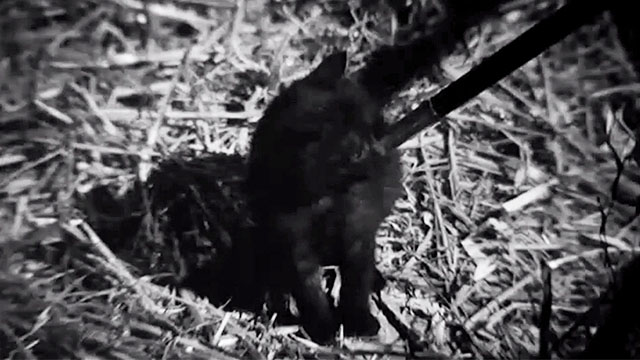 Castle of Blood - black kitten being poked by cane