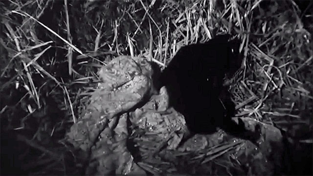 Castle of Blood - black kitten caught in shawl on straw