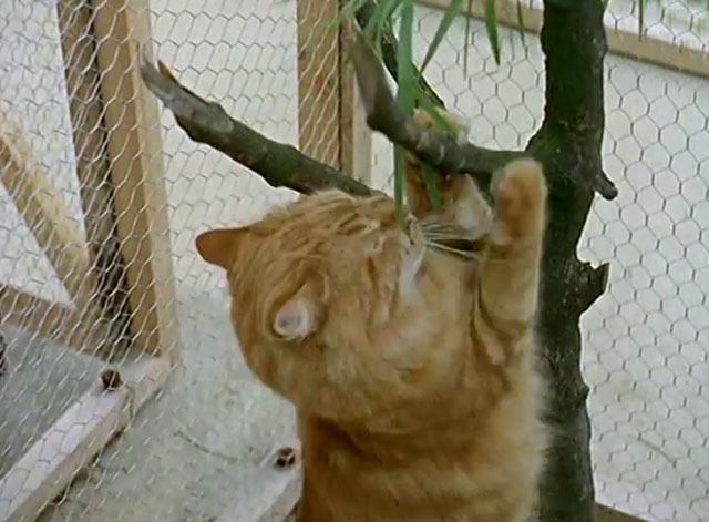 Cat Among the Pigeons - longhair ginger tabby cat Felicity scratching tree