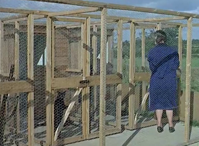 Cat Among the Pigeons - woman feeding cats at cat hotel enclosures