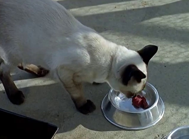 Cat Among the Pigeons - seal point Siamese cat Ping Pong eating meat from dish