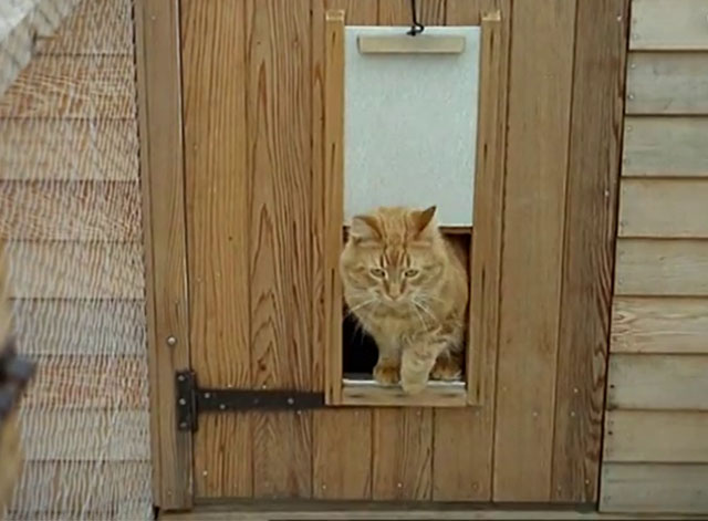 Cat Among the Pigeons - longhair ginger tabby cat Felicity coming through cat flap in door