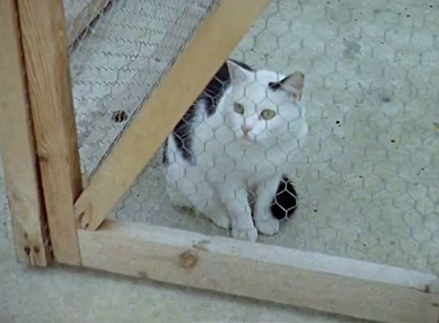 Cat Among the Pigeons - shorthair white cat with black markings inside enclosure