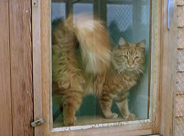 Cat Among the Pigeons - longhair ginger tabby cat Felicity behind glass