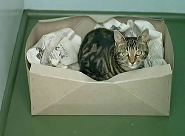 Cat Among the Pigeons - shorthair brown tabby cat lying in box