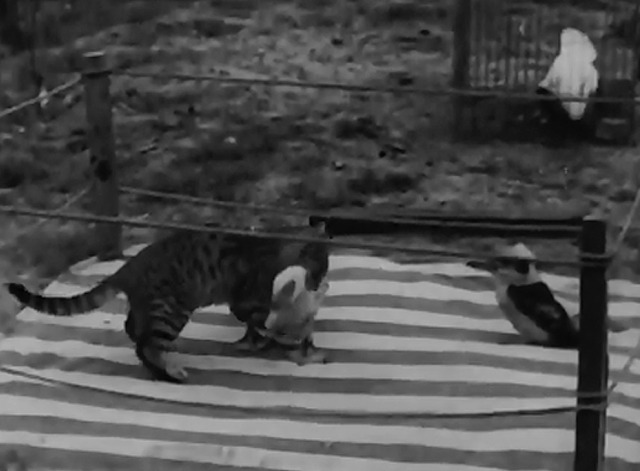 Cat and Duck Issue Title is Good Grounds - tabby cat and duck in boxing ring