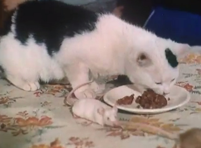 Cat and Mice - black and white cat Debby eating food from plate with mice