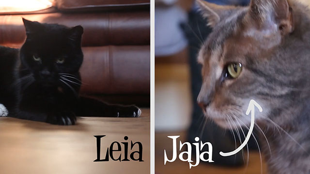Cat and Moth - black cat Leia and grey tabby Jaja