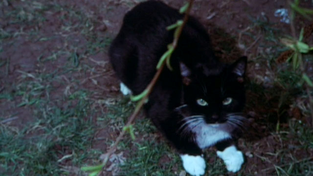 The Cat and the Canary - black and white tuxedo cat in woods