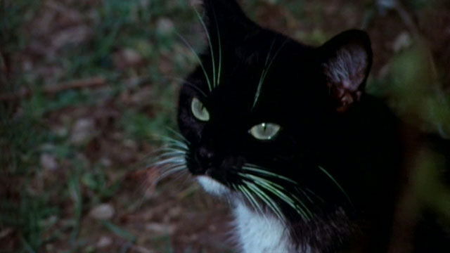 The Cat and the Canary - black and white tuxedo cat looking at canary in cage in woods animated gif