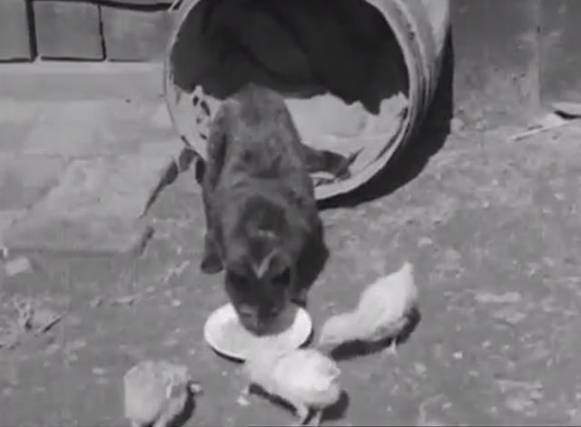 Cat Chicks - dark cat eating with baby chicks