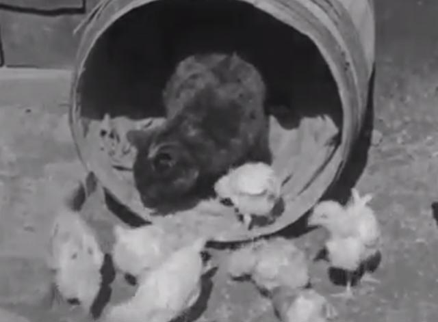 Cat Chicks - dark cat in barrel with baby chicks