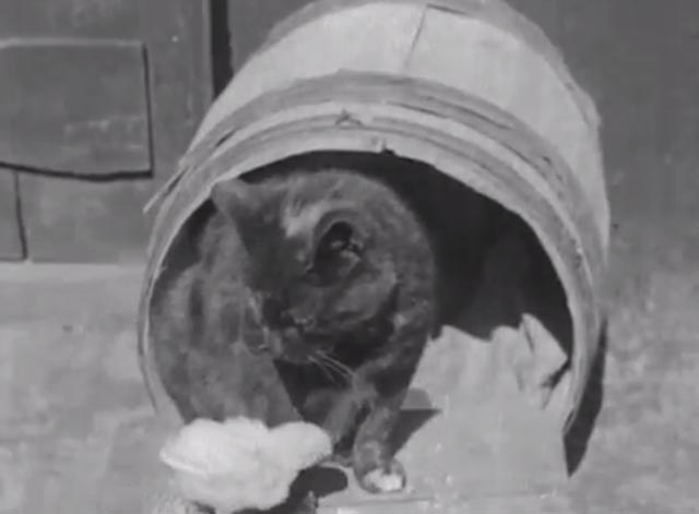 Cat Chicks - dark cat sitting with baby chick