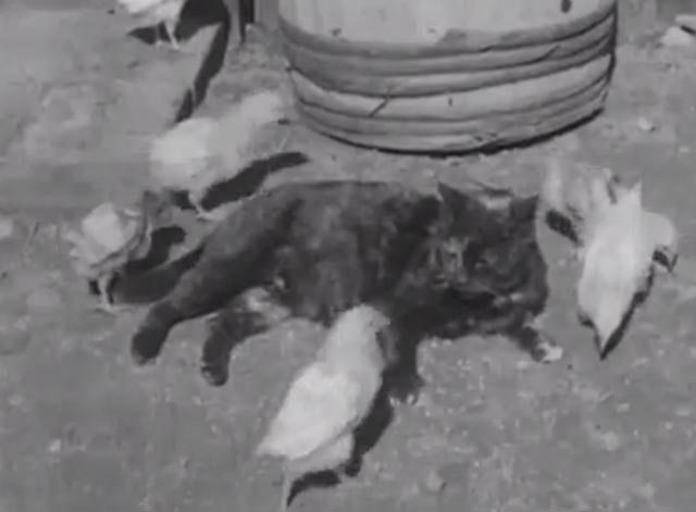 Cat Chicks - dark cat lying among baby chicks