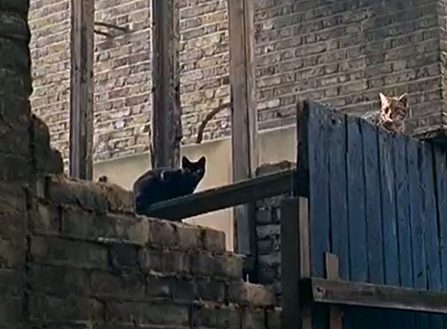 Catching Cats - feral cats on abandoned building site