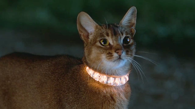 The Cat From Outer Space - alien cat Jake Abyssinian Rumple with glowing collar