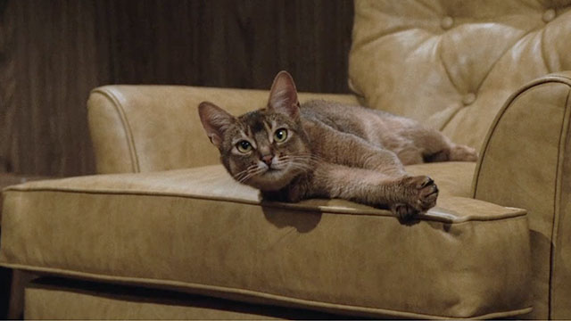 The Cat From Outer Space - alien cat Jake Abyssinian Rumple lying on chair