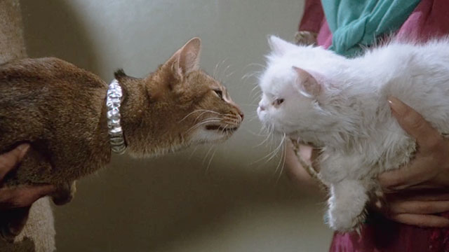 The Cat From Outer Space - alien cat Jake Abyssinian Rumple meeting white Persian cat Lucy Belle Spot
