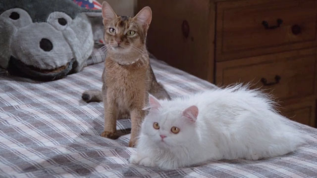 The Cat From Outer Space - alien cat Jake Abyssinian Rumple with white Persian cat Lucy Belle Spot