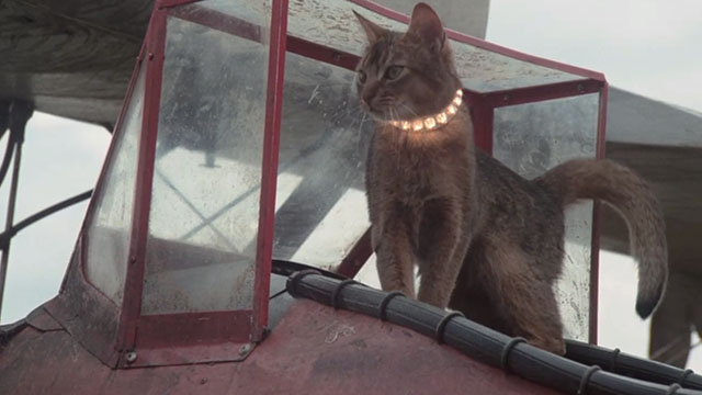 The Cat From Outer Space - alien cat Jake Abyssinian Rumple standing on old plane