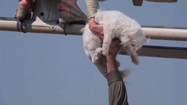 The Cat From Outer Space - white Persian cat Lucy Belle Spot being saved in midair