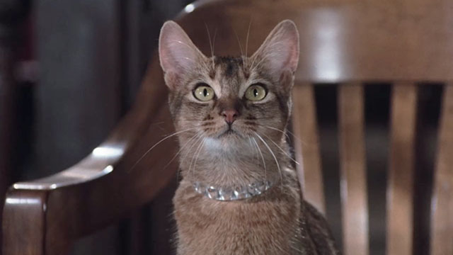The Cat From Outer Space - alien cat Jake Abyssinian Rumple close in court