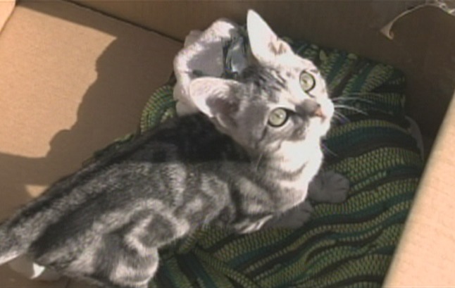 Cat Girl Kiki kitten