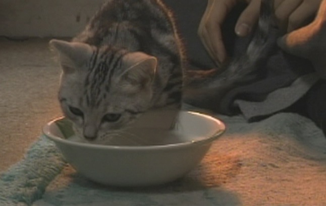 Cat Girl Kiki kitten milk