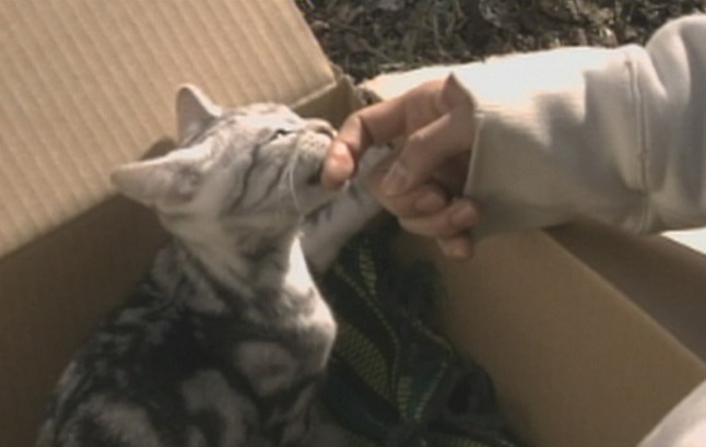 Cat Girl Kiki kitten milk