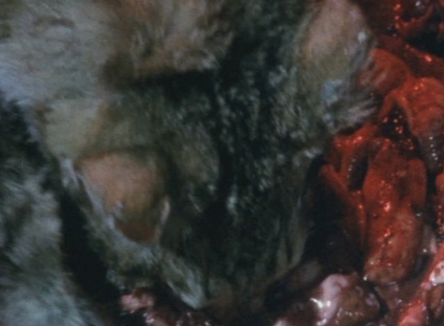 Cat in the Brain - puppet cat eating brains