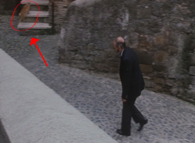 Cat in the Brain - orange cat running up stairs