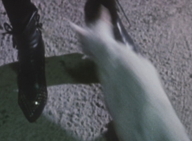 Cat in the Brain - white cat runs past feet