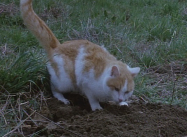 Cat in the Brain - orange and white cat digging in earth
