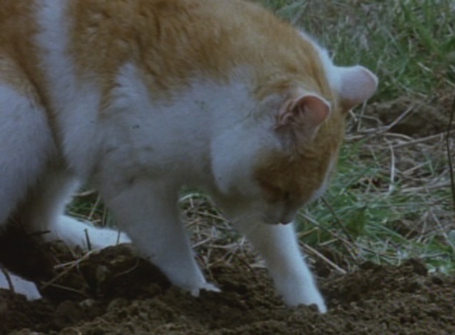 Cat in the Brain - orange and white cat digging in earth close