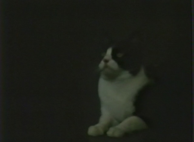 Cat in the Cage - tuxedo cat Samson outside Susan's door