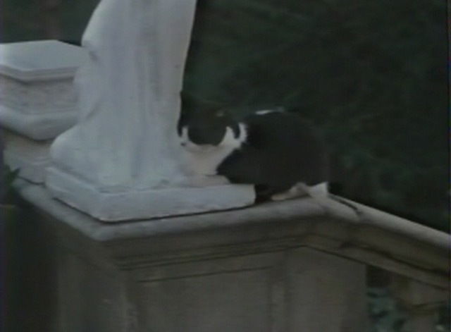 Cat in the Cage - tuxedo cat Samson sitting on staircase podium