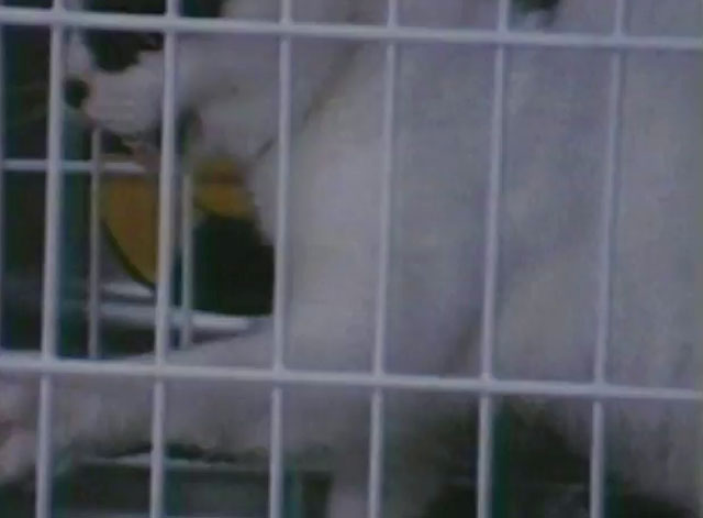 U.S. Catman Lethal Track - tuxedo cat in cage