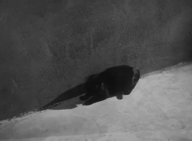 The Catman of Paris - black cat lying against wall on street