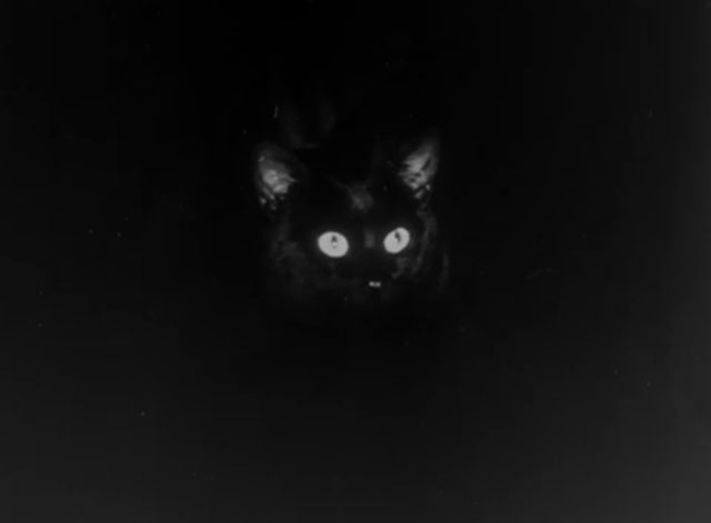 The Catman of Paris - dark close up of black cat face