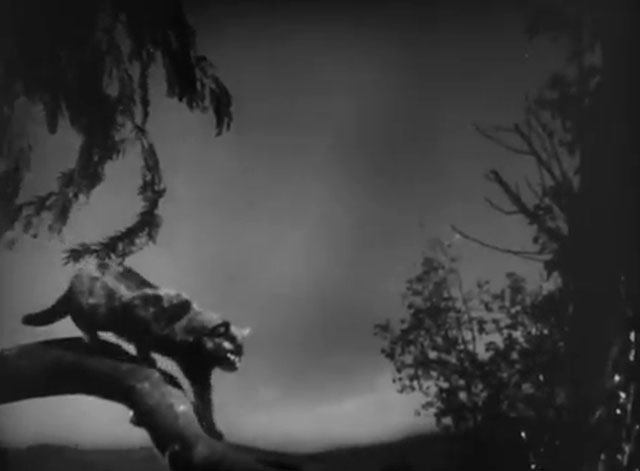 The Catman of Paris - black cat climbing down from tree