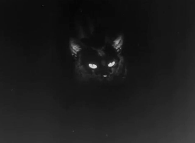 The Catman of Paris - dark close up of black cat face