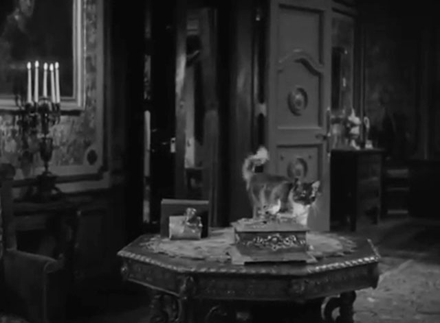 The Catman of Paris - longhair calico cat standing on table