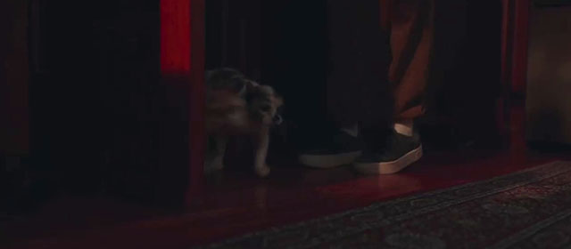 Cat Person - calico and ginger and white tabby cats Mu and Yan running out of basement