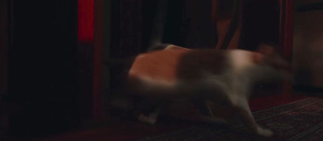 Cat Person - calico and ginger and white tabby cats Mu and Yan running out of basement