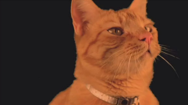 Cat Power - orange tabby cat Meghan Charlie from opening credits