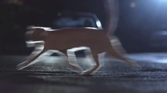 Cat Power - orange tabby cat Meghan Charlie running in front of car